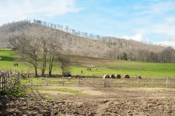 Escena rural con caballos — Foto de Stock
