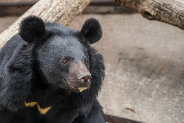 Chinesischer Schwarzbär — Stockfoto