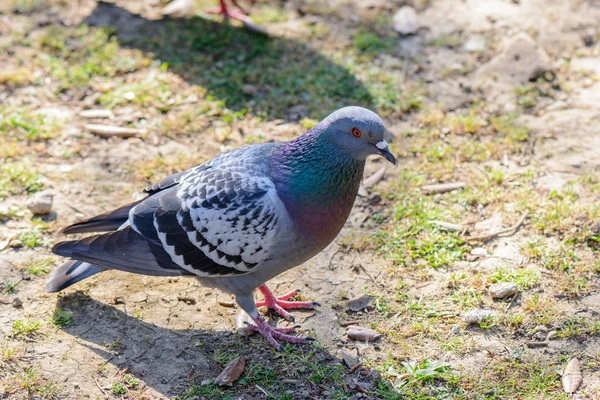 Pidgeon looking me — Stock Photo, Image