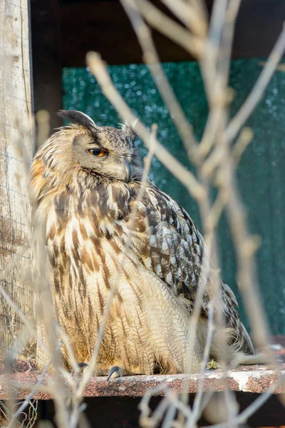 Big Owl hiding — Stock Photo, Image