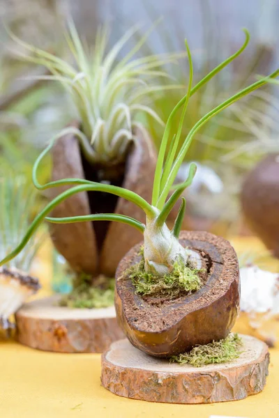 Pěkné rostliny Tillandsia — Stock fotografie