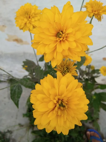 Zeer Mooie Gele Bloemblaadje Bloem Met Groene Bladeren — Stockfoto