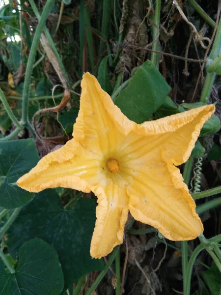 Muy Hermosa Flor Calabaza Amarilla Con Fondo Verde — Foto de Stock