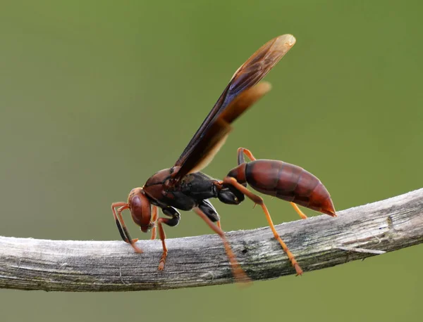 Eine Große Wespe Über Einem Ast — Stockfoto