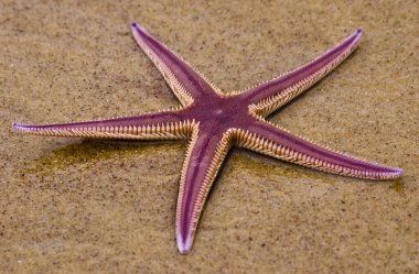 Deniz yıldızı, kumsalda bulundu. Vurulduktan sonra denize geri atılmış..