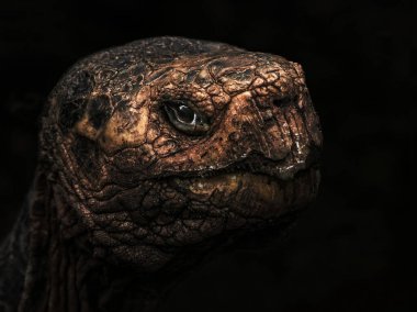 Eski zamanların bakışları. Galapagos 'un yaşlı dev kaplumbağası. Bu 100 yıldan daha eski. Galapagos 'tan nesli tükenmekte olan ve endemik bir tür..