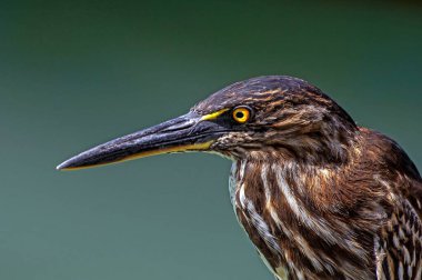 Genç bir balıkçıl (Ardea herodias) portresi, Galapagos, Ekvador 'da