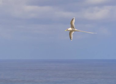 Bir rabo-de-palha (Phaethontidae) uçuşta, Fernando de Noronha, Brezilya semalarında