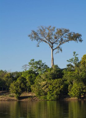 Amazon forest in Xingu River, amazon forest, Brazil clipart