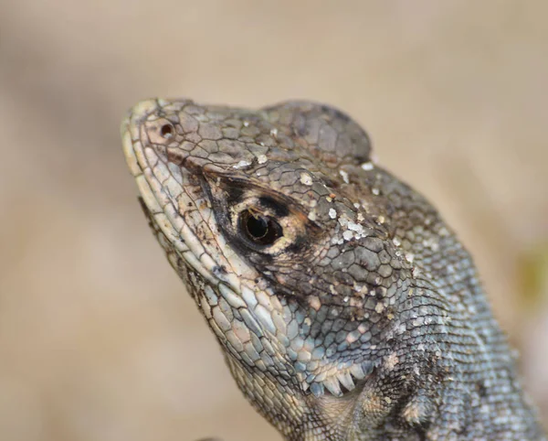 Cabeza Lagarto Enfoque Sus Ojos Jurubatiba Reserva Brasil —  Fotos de Stock