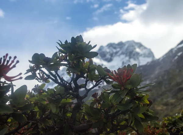 Bitki Çiçek Yürüyüş Devresi Sırasında Çekilmiş Torres Del Paine Patagonya — Stok fotoğraf