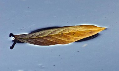 Suda yüzen bir yaprak, Piquiri Nehri 'nde çekilmiş, Pantanal, Brezilya