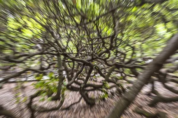 브라질 리오그란데 파라나 세계에서 나무이다 버스트 — 스톡 사진