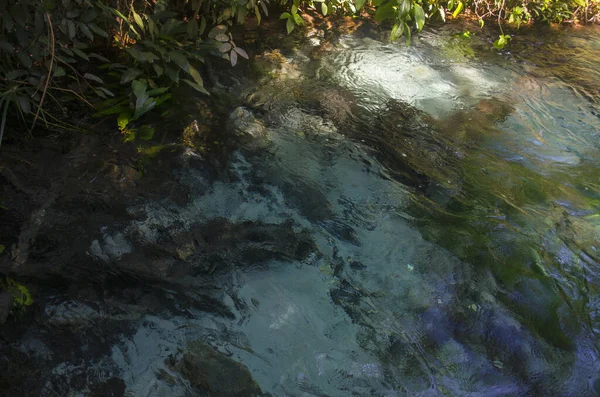 那是一条清澈碧绿的小河 很适合游泳 季节里一个非常有争议的景点 — 图库照片