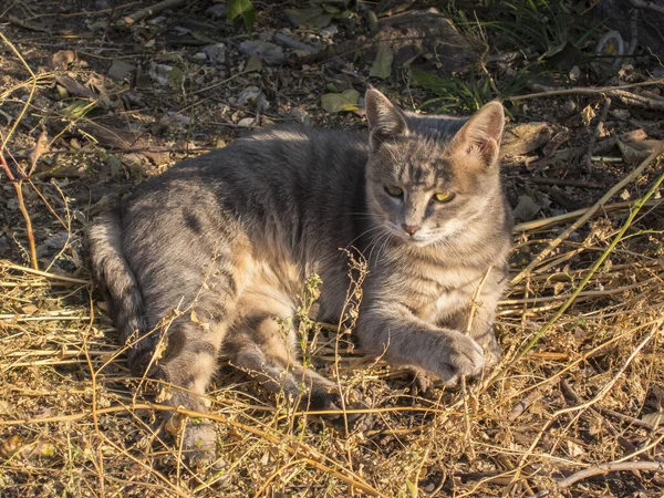 Cat Taking Sun Bath Zhufu District Part Yantai China — Stock Photo, Image