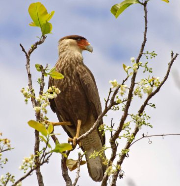 Güney Armalı Karakara (Caracara planküsü) Brezilya, Pantanal 'da bir ağaç dalına tünemiştir.