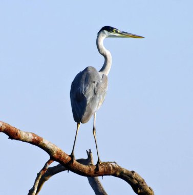 Büyük mavi balıkçıl (Ardea herodias), Pantanal, Piquiri Nehri, Brezilya. Gara moura.