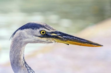Büyük bir mavi balıkçıl (Ardea herodias) portresi, Galapagos adalarında, Ekvador.