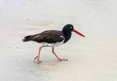 Amerikan istiridye yakalayıcısı (Haematopus palliatus), Ekvador 'daki Galapagos adalarını vurdu..