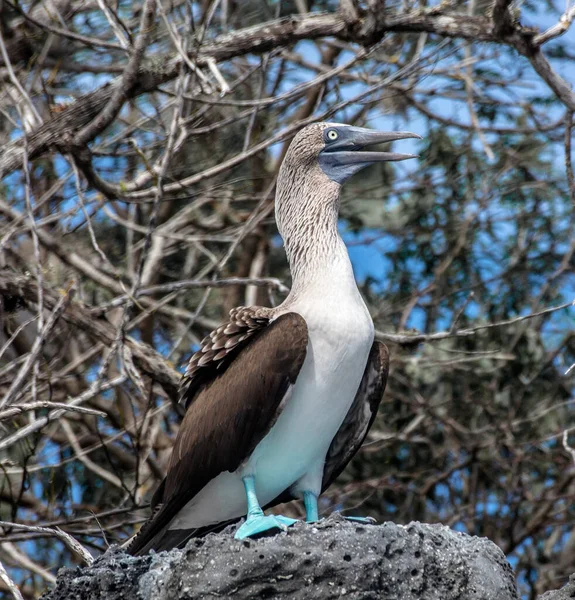 Ritratto Booby Sula Nebouxii Dai Piedi Blu Girato Nelle Isole — Foto Stock