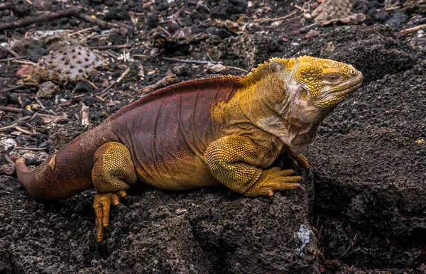 Land Iguana Filmado Estação Pesquisa Charles Darwin Galápagos Equador — Fotografia de Stock