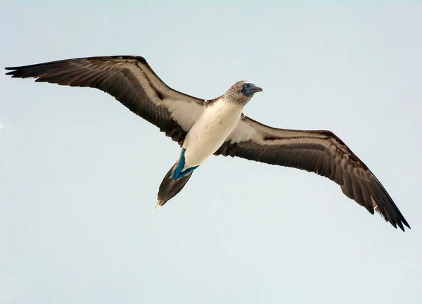 Blue Footed Booby Sula Nebouxii Flight Galapagos Islands Ecuador Majestic — Stock Photo, Image