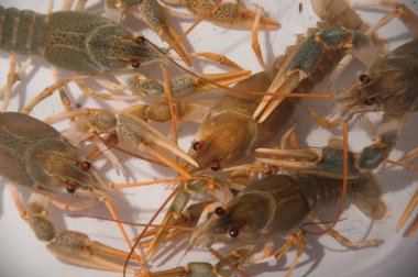 beyaz zemin üzerinde canlı kerevit