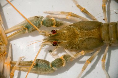 beyaz zemin üzerinde canlı kerevit