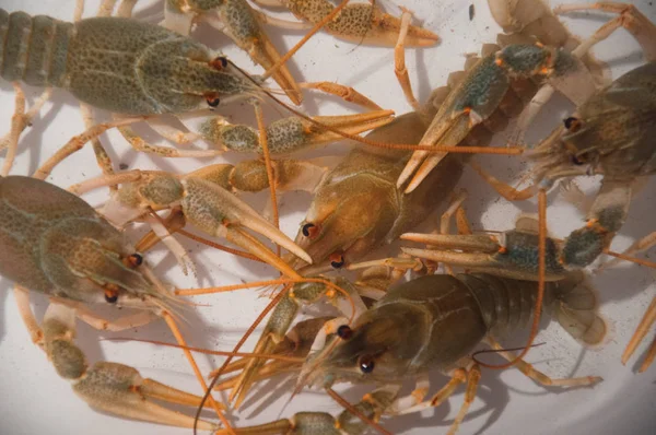 beyaz zemin üzerinde canlı kerevit