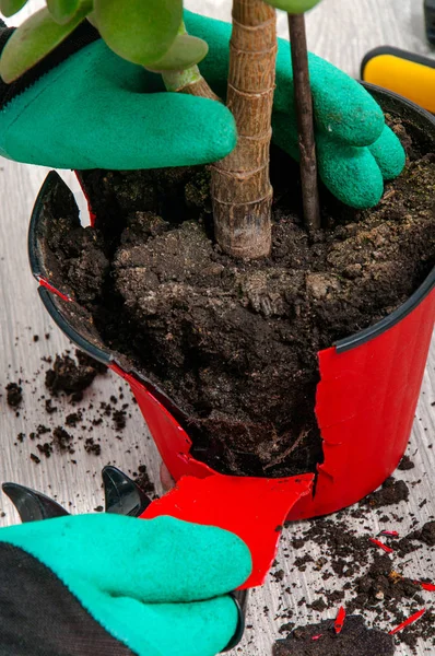 Ein Mädchen Verpflanzte Einen Geldbaum Einen Neuen Topf Mit Handschuhen — Stockfoto