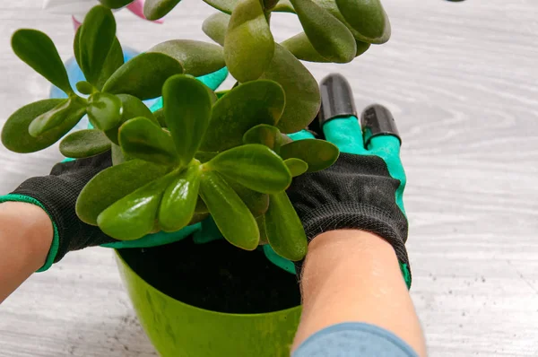 Bir kız bir para ağacını bahçe için yeni bir saksı eldivene nakletti. Çiçek nakli. İçerideki çiçeklere dikkat et..