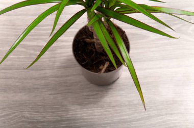 Hafif arka planda küçük bir draacaena yakın plan. Kapalı alandaki bitkilerle ilgilen..