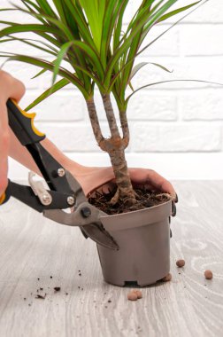 Kız dracaena 'yı nakletmiş. Bezelye