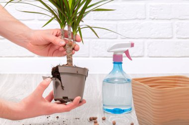 Kız dracaena 'yı nakletmiş. Bezelye