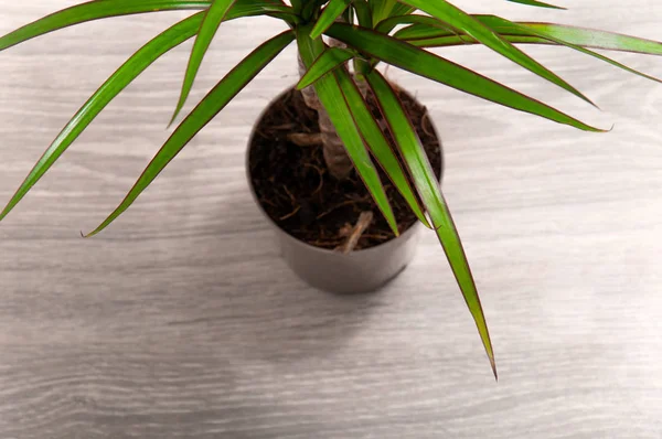 Hafif arka planda küçük bir draacaena yakın plan. Kapalı alandaki bitkilerle ilgilen..