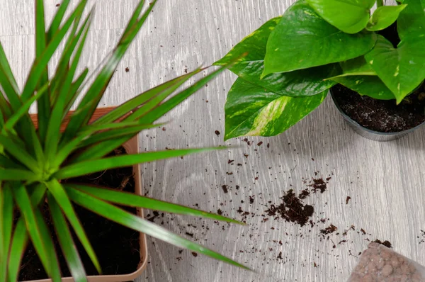 Pflege Von Zimmerpflanzen Topfdracaena Und Schere Auf Grauem Holzboden — Stockfoto