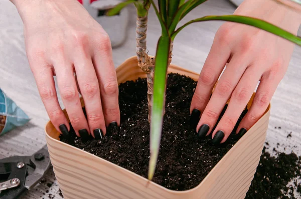 Cuidados Para Plantas Interior Menina Transplantou Dracaena — Fotografia de Stock