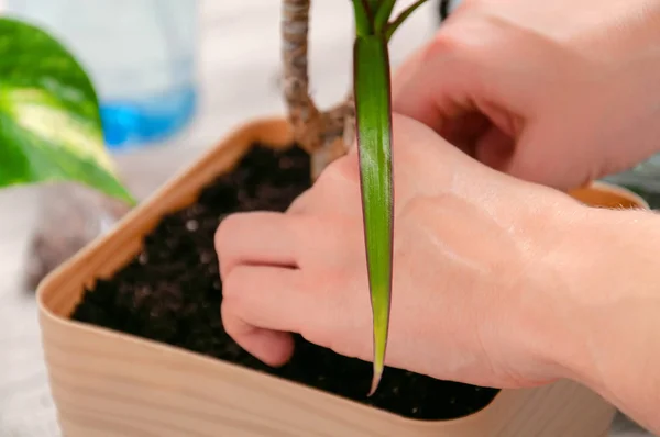 Fedett Növényeket Gondozok Lány Átültette Dracaenát — Stock Fotó