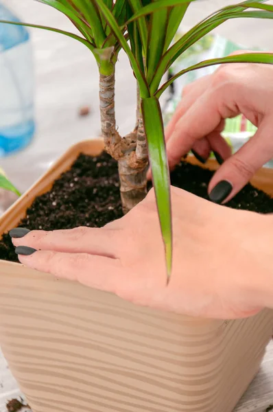 Cuidados Para Plantas Interior Menina Transplantou Dracaena — Fotografia de Stock