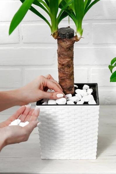 Kapalı alandaki bitkilerle ilgilenen kız. Yucca, gri çekmeceli bir sandığa yakın plan. Bitkilerle ilgilenmek.