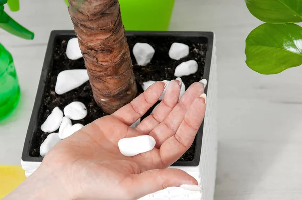 Mädchen Kümmert Sich Zimmerpflanzen Yucca Großaufnahme Auf Einer Grauen Kommode — Stockfoto