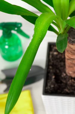 Yucca, gri çekmeceli bir sandığa yakın plan. Kapalı alandaki bitkilerle ilgilen..