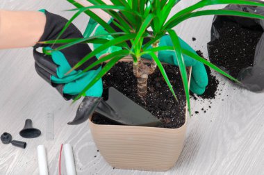 Kapalı alandaki bitkilerle ilgilenin. Kız dracaena 'yı nakletmiş. Dracaena, sulama kutusu, sprey tabancası, toprak, drenaj, nem ölçme tüpleri, gri ahşap zeminde kürek. Palmiye ağaçları.