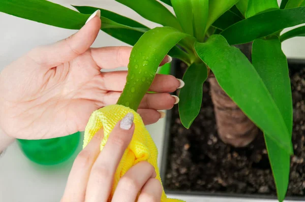 Uma Menina Limpa Folhas Perto Uma Palmeira Cuidados Para Plantas — Fotografia de Stock