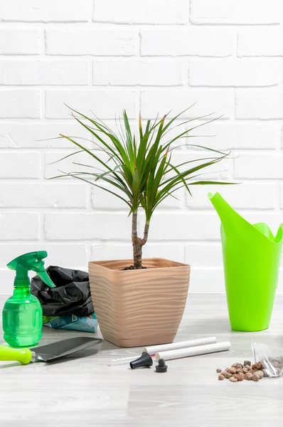 Pflege Von Zimmerpflanzen Dracaena Spritzpistole Handschuhe Lappen Drainage Spaten Auf — Stockfoto