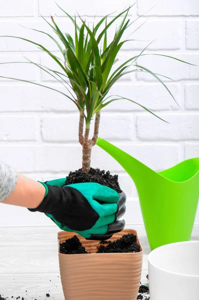 Pflege Von Zimmerpflanzen Das Mädchen Verpflanzte Dracaena Dracaena Gießkanne Spritzpistole — Stockfoto