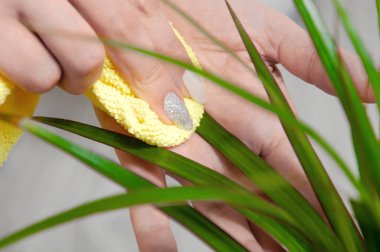 Kız Dracena 'nın yapraklarını siliyor. Kapalı alandaki bitkilerle ilgilenin. Çiçek nakli.