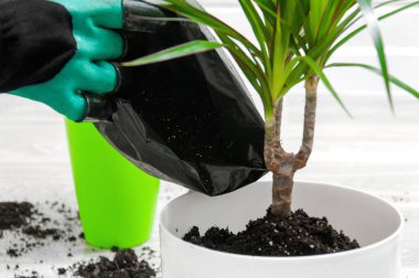 Kapalı alandaki bitkilerle ilgilenin. Kız dracaena 'yı nakletmiş. Dracaena, sulama kutusu, sprey tabancası, toprak, drenaj, nem ölçme tüpleri, gri ahşap zeminde kürek. Palmiye ağaçları.