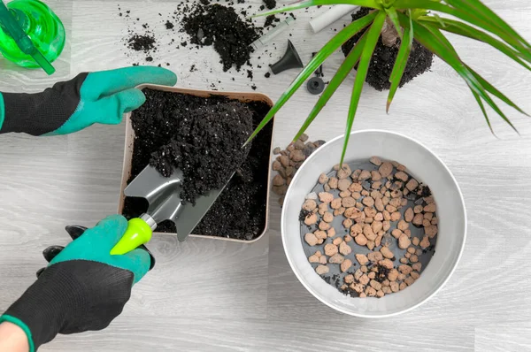 Kapalı alandaki bitkilerle ilgilenin. Kız dracaena 'yı nakletmiş. Dracaena, sulama kutusu, sprey tabancası, toprak, drenaj, nem ölçme tüpleri, gri ahşap zeminde kürek. Palmiye ağaçları.