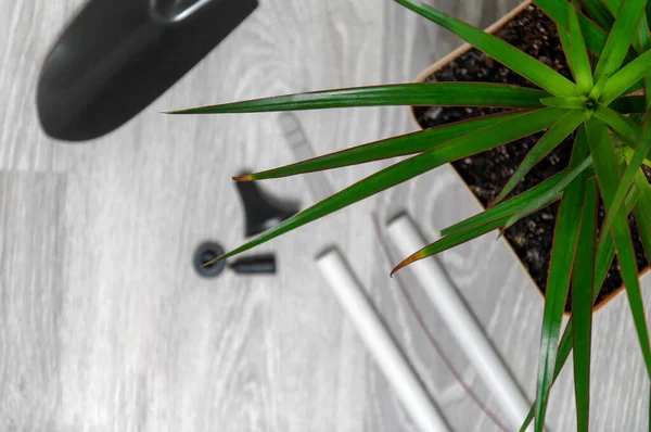 Cuidados Para Plantas Interior Dracaena Luvas Trapo Drenagem Uma Mesa — Fotografia de Stock